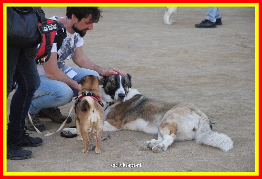 180311 mostra_canina 077.jpg